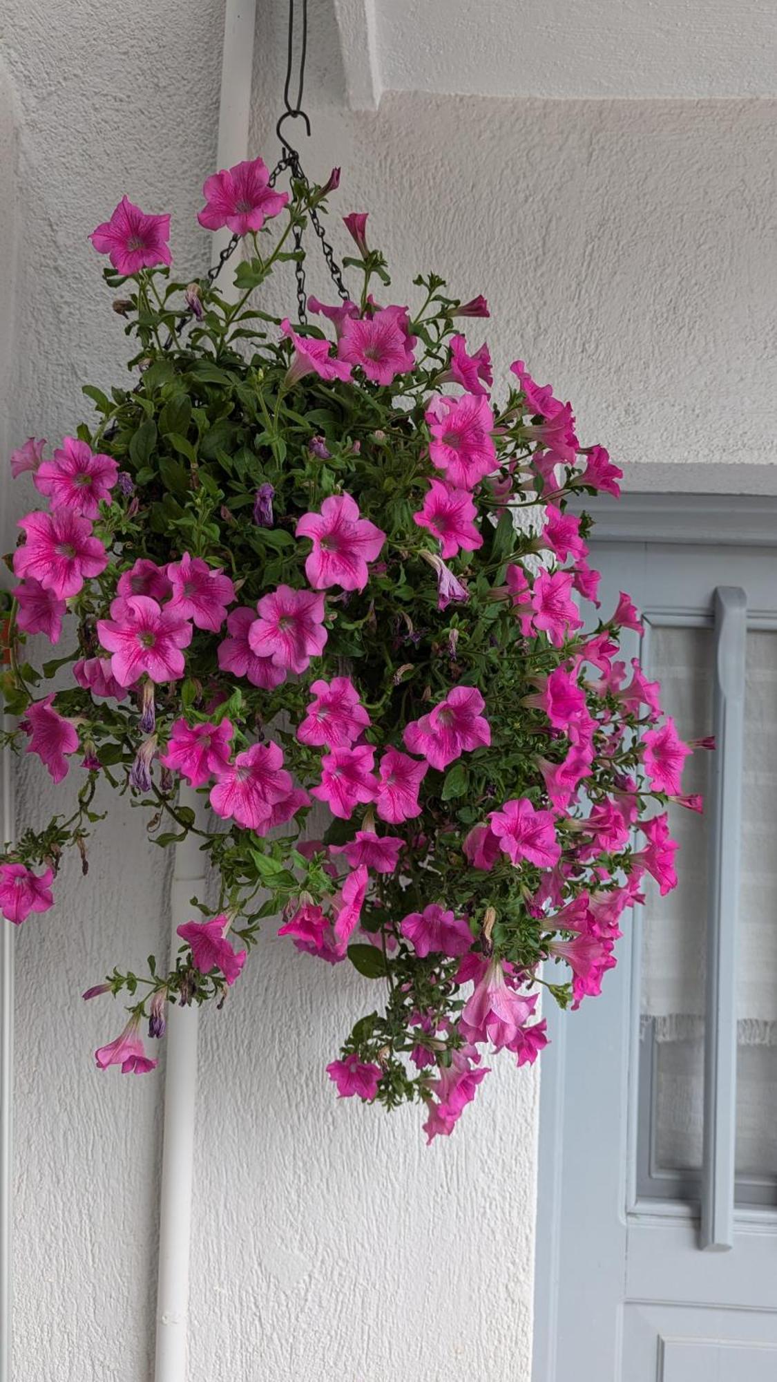 The Botanist Guesthouse Szkópelosz Kültér fotó