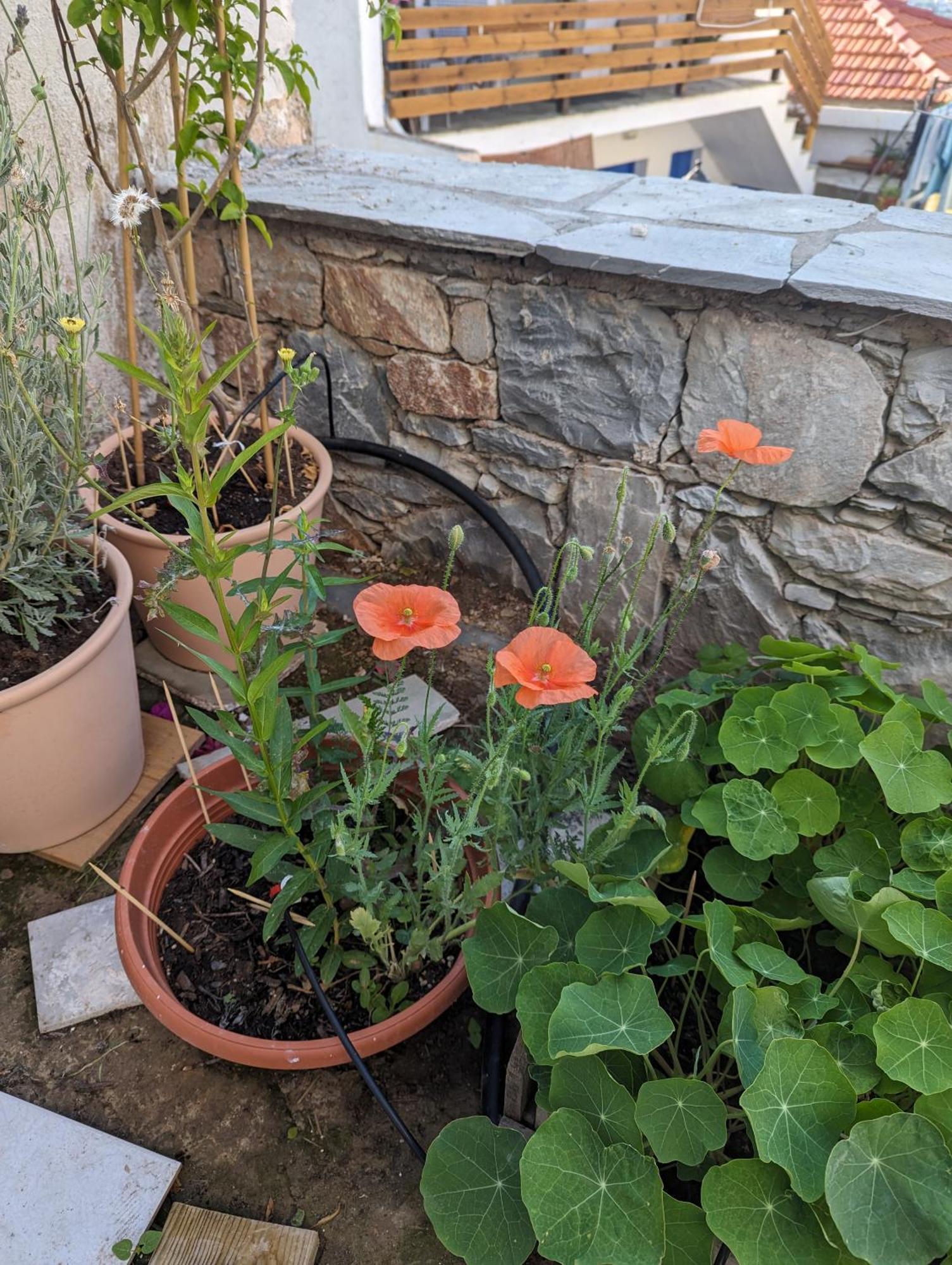 The Botanist Guesthouse Szkópelosz Kültér fotó