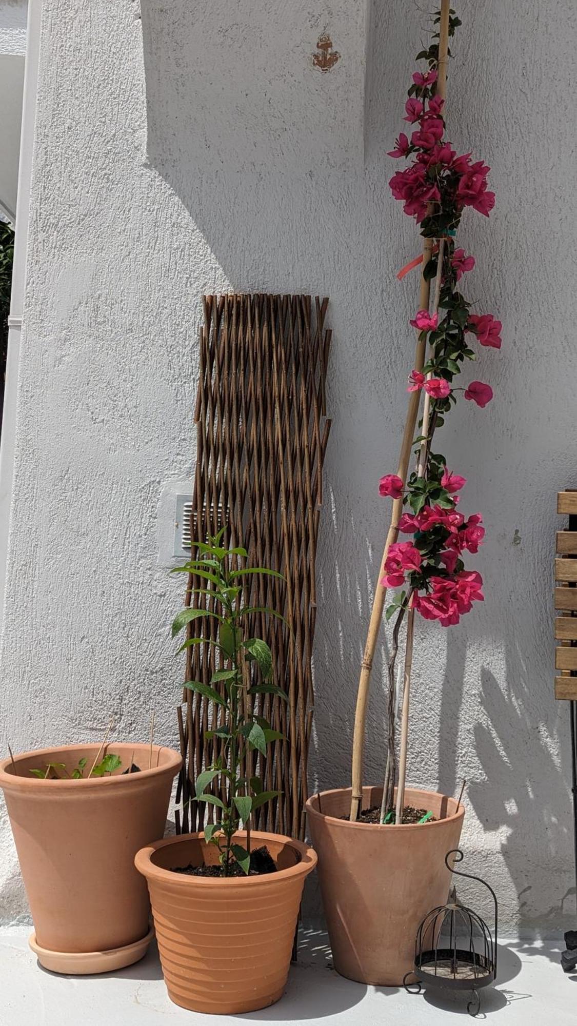 The Botanist Guesthouse Szkópelosz Kültér fotó